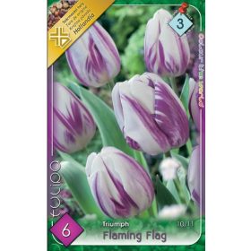 Virághagyma Tulipa Triumph Flaming Flag 6 db