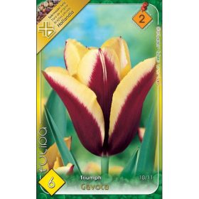 Virághagyma Tulipa Triumph Gavota 6 db