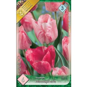 Virághagyma Tulipa Triumph Hemisphere 6 db