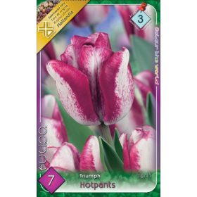 Virághagyma Tulipa Triumph Hotpants 7 db