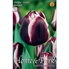 Virághagyma Tulipa Triumph Jackpot 5 db
