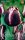 Virághagyma Tulipa Triumph Jackpot 5 db