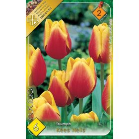 Virághagyma Tulipa Triumph Knees Nelis 6 db