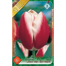 Virághagyma Tulipa Triumph Leen van der Mark 6 db