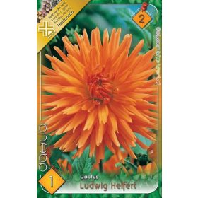 Virághagyma Dahlia Cactus Ludwig Helfert 1db