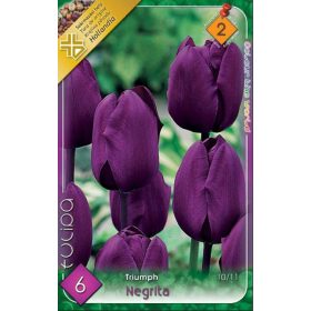 Virághagyma Tulipa Triumph Negrita 6 db
