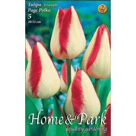Virághagyma Tulipa Triumph Page Polka 5 db