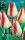 Virághagyma Tulipa Triumph Page Polka 5 db