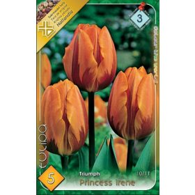 Virághagyma Tulipa Triumph Prinzess Irene 5 db