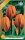 Virághagyma Tulipa Triumph Prinzess Irene 5 db