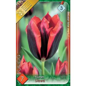 Virághagyma Tulipa Triumph Slawa 7 db