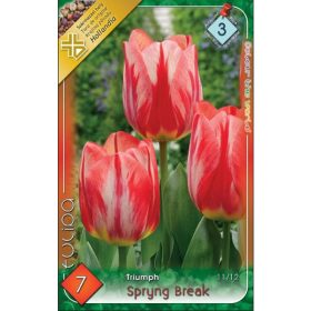 Virághagyma Tulipa Triumph Spryng Break 7 db