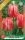 Virághagyma Tulipa Triumph Spryng Break 7 db