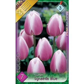 Virághagyma Tulipa Triumph Synaeda Blue 7 db