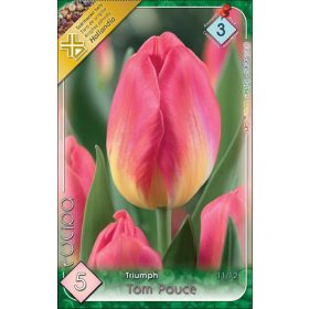 Virághagyma Tulipa Triumph Tom Pouce 5 db