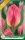Virághagyma Tulipa Triumph Tom Pouce 5 db