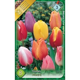 Virághagyma Tulipa Triumph mixed 8 db