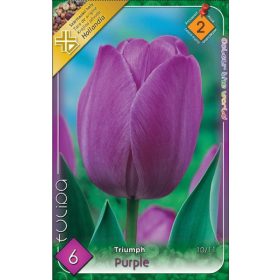 Virághagyma Tulipa Triumph Purple 6 db