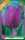 Virághagyma Tulipa Triumph Purple 6 db