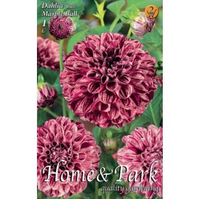 Virághagyma Dahlia Ball Marble Ball 1db
