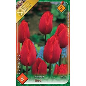 Virághagyma Tulipa Triumph Red 6 db