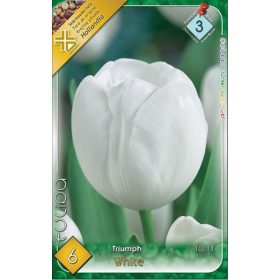Virághagyma Tulipa Triumph White 6 db
