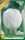Virághagyma Tulipa Triumph White 6 db