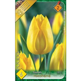 Virághagyma Tulipa Triumph Yokohama 6 db