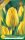 Virághagyma Tulipa Triumph Yokohama 6 db