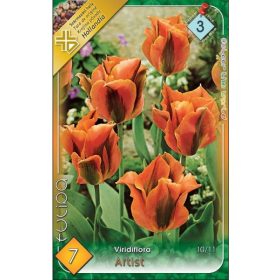 Virághagyma Tulipa Viridiflora Artist 7 db