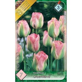 Virághagyma Tulipa Viridiflora Groenland 7 db