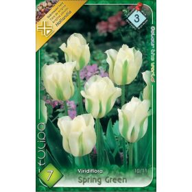 Virághagyma Tulipa Viridiflora Spring Green 7 db