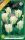 Virághagyma Tulipa Viridiflora Spring Green 7 db