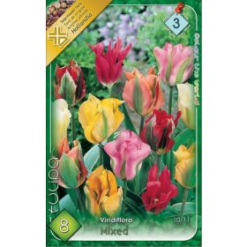 Virághagyma Tulipa Viridiflora mixed 8 db