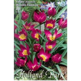 Virághagyma Tulipa Botanical Humilis Violacea 10 db