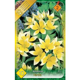 Virághagyma Tulipa Botanical Tarda 10 db
