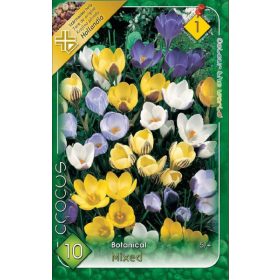 Virághagyma Crocus Botanical mixed 10 db