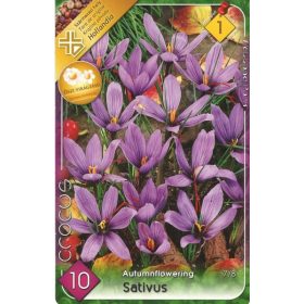 Virághagyma Crocus Autumnflowering Sativus 10 db