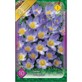 Virághagyma Crocus Sieberi Tricolor 10 db