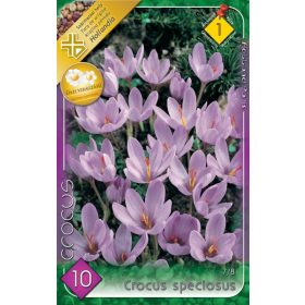 Virághagyma Crocus Speciosus  10 db
