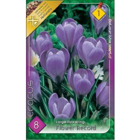 Virághagyma Crocus Large Flowering Flower Record 8 db