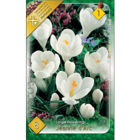 Virághagyma Crocus Large Flowering Jeanne d'Arc 8 db