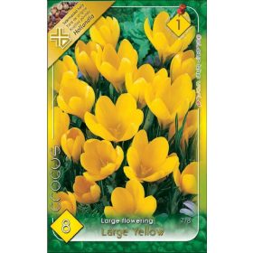 Virághagyma Crocus Large Flowering Large Yellow 8 db