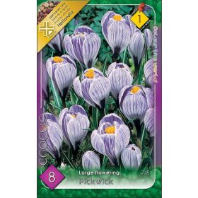 Virághagyma Crocus Large Flowering Pickwick 8 db