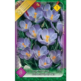 Virághagyma Crocus Large Flowering Remembrance 8 db