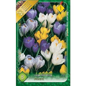 Virághagyma Crocus Large Flowering mixed 8 db