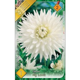 Virághagyma Dahlia Cactus My Love 1db