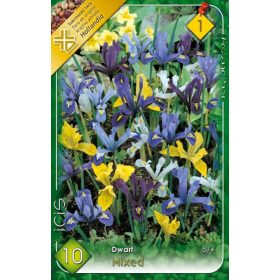 Virághagyma Iris Dwarf/Reticulata mixed 10 db