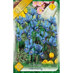 Virághagyma Iris  Reticulata Harmony 10 db