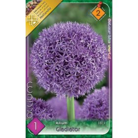 Virághagyma Allium Gladiator 1 db